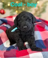 Coal, a male Aussiedoodle for sale in Rice, TX – Photo 1 of 6