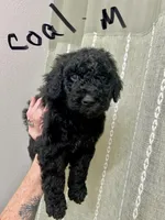 Coal, a male Aussiedoodle for sale in Rice, TX – Photo 3 of 6