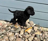 Coal, a male Aussiedoodle for sale in Rice, TX – Photo 5 of 6