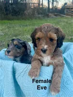Eve, a female Aussiedoodle for sale in Rice, TX – Photo 3 of 10