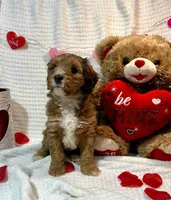 Eve, a female Aussiedoodle for sale in Rice, TX – Photo 8 of 10
