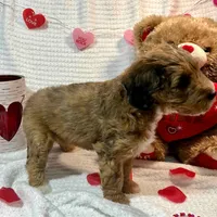 Eve, a female Aussiedoodle for sale in Rice, TX – Photo 9 of 10