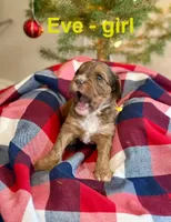 Eve, a female Aussiedoodle for sale in Rice, TX – Photo 2 of 10