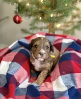 Eve, a female Aussiedoodle for sale in Rice, TX – Photo 1 of 10