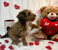 Eve, a female Aussiedoodle for sale in Rice, TX – Photo 6 of 10