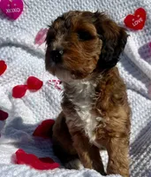 Eve, a female Aussiedoodle for sale in Rice, TX – Photo 10 of 10