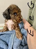 Eve, a female Aussiedoodle for sale in Rice, TX – Photo 5 of 10