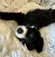 Hope, a female Aussiedoodle and Miniature Aussiedoodle for sale in Rice, TX – Photo 5 of 9