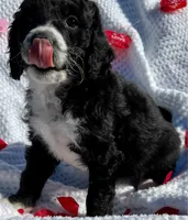 Hope, a female Aussiedoodle and Miniature Aussiedoodle for sale in Rice, TX – Photo 7 of 9