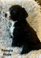 Hope, a female Aussiedoodle and Miniature Aussiedoodle for sale in Rice, TX – Photo 3 of 9