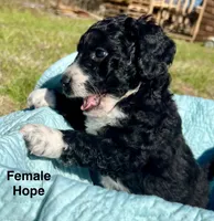 Hope, a female Aussiedoodle and Miniature Aussiedoodle for sale in Rice, TX – Photo 1 of 9