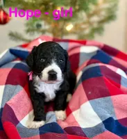 Hope, a female Aussiedoodle and Miniature Aussiedoodle for sale in Rice, TX – Photo 2 of 9