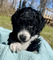 Hope, a female Aussiedoodle and Miniature Aussiedoodle for sale in Rice, TX – Photo 4 of 9