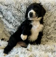 Hope, a female Aussiedoodle and Miniature Aussiedoodle for sale in Rice, TX – Photo 8 of 9