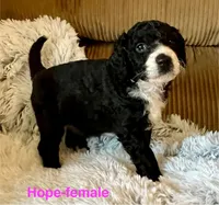 Hope, a female Aussiedoodle and Miniature Aussiedoodle for sale in Rice, TX – Photo 6 of 9