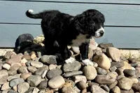 Hope, a female Aussiedoodle and Miniature Aussiedoodle for sale in Rice, TX – Photo 9 of 9