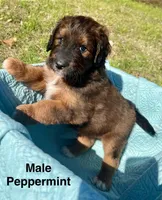 Peppermint , a male Miniature Aussiedoodle for sale in Rice, TX – Photo 3 of 10