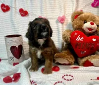 Peppermint , a male Miniature Aussiedoodle for sale in Rice, TX – Photo 10 of 10