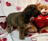 Peppermint , a male Miniature Aussiedoodle for sale in Rice, TX – Photo 9 of 10