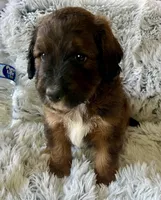Peppermint , a male Miniature Aussiedoodle for sale in Rice, TX – Photo 6 of 10