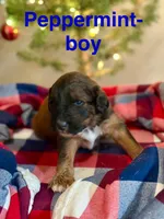 Peppermint , a male Miniature Aussiedoodle for sale in Rice, TX – Photo 1 of 10