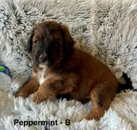 Peppermint , a male Miniature Aussiedoodle for sale in Rice, TX – Photo 2 of 10
