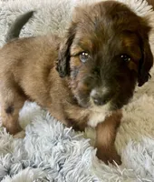 Peppermint , a male Miniature Aussiedoodle for sale in Rice, TX – Photo 7 of 10