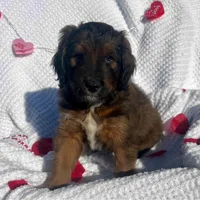 Peppermint , a male Miniature Aussiedoodle for sale in Rice, TX – Photo 8 of 10