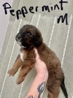 Peppermint , a male Miniature Aussiedoodle for sale in Rice, TX – Photo 5 of 10