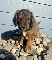 Peppermint , a male Miniature Aussiedoodle for sale in Rice, TX – Photo 4 of 10