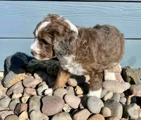 Tinsel, a male Aussiedoodle for sale in Rice, TX – Photo 10 of 10