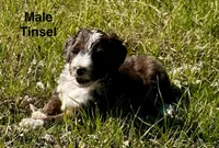 Tinsel, a male Aussiedoodle for sale in Rice, TX – Photo 7 of 10