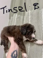 Tinsel, a male Aussiedoodle for sale in Rice, TX – Photo 6 of 10