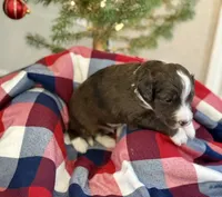 Tinsel, a male Aussiedoodle for sale in Rice, TX – Photo 2 of 10