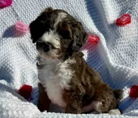 Tinsel, a male Aussiedoodle for sale in Rice, TX – Photo 9 of 10