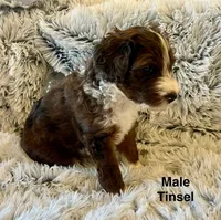 Tinsel, a male Aussiedoodle for sale in Rice, TX – Photo 4 of 10