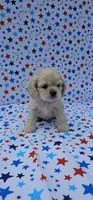 Olaf, a male Cocker Spaniel for sale in Porterville, CA – 5 of 7