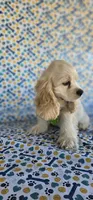 Olaf, a male Cocker Spaniel for sale in Porterville, CA – 5 of 5
