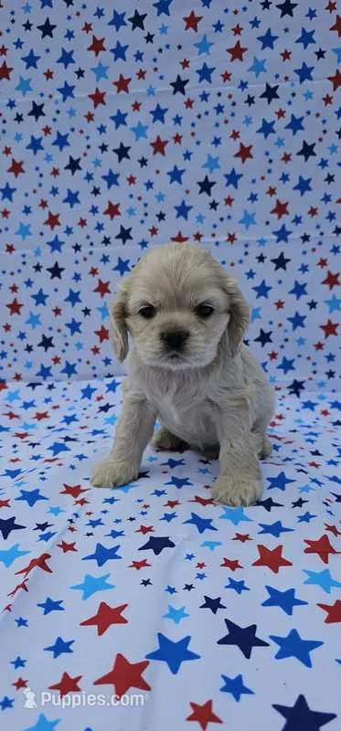 Olaf – Cocker Spaniel puppy for sale in Porterville, CA