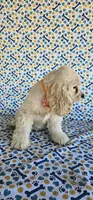 Anna, a female Cocker Spaniel for sale in Porterville, CA – 3 of 4