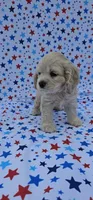 Anna, a female Cocker Spaniel for sale in Porterville, CA – 2 of 6