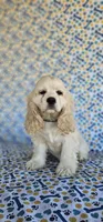 Sven, a male Cocker Spaniel for sale in Porterville, CA – 1 of 5