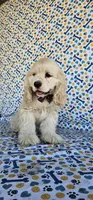 Elsa, a female Cocker Spaniel for sale in Porterville, CA – 4 of 5