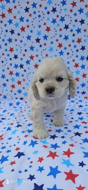 Kristoff – Cocker Spaniel puppy for sale in Porterville, CA