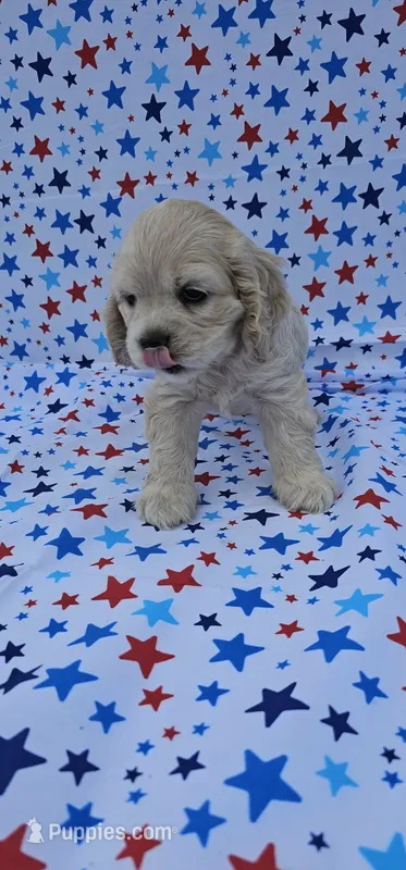 Anna – Cocker Spaniel puppy for sale in Porterville, CA
