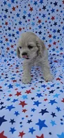 Anna, a female Cocker Spaniel for sale in Porterville, CA – 1 of 6