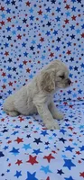 Sven, a male Cocker Spaniel for sale in Porterville, CA – 4 of 4