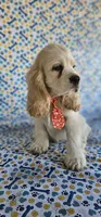 Kristoff, a male Cocker Spaniel for sale in Porterville, CA – 3 of 5