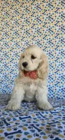 Anna, a female Cocker Spaniel for sale in Porterville, CA – 2 of 4