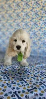 Olaf, a male Cocker Spaniel for sale in Porterville, CA – 3 of 5